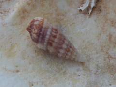 Cerithium