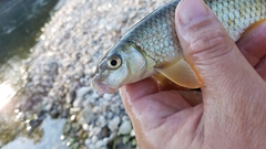 Moxostoma pisolabrum