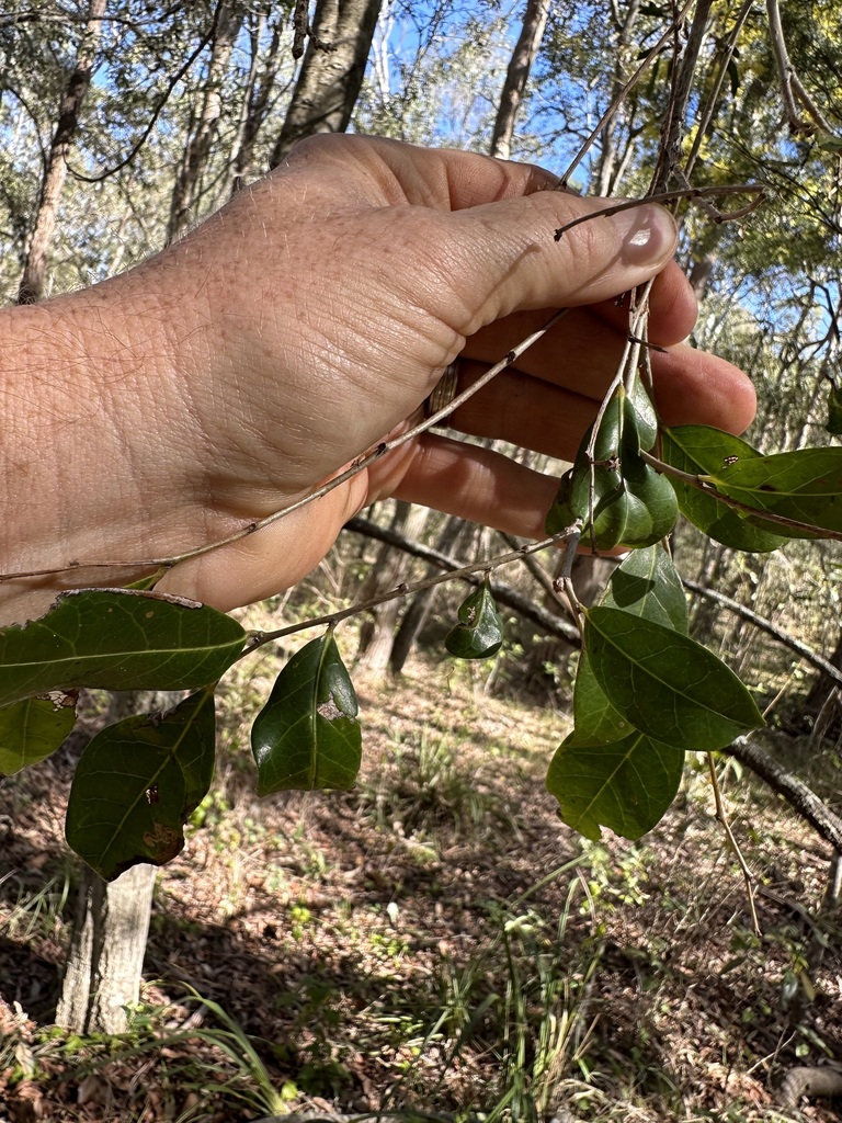 Cheese Tree in July 2023 by cwelden_ecp · iNaturalist