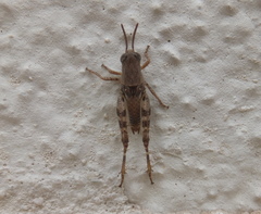 Calliptaminae