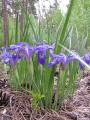 Iris ruthenica