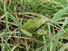 Hyla molleri