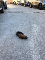 Sciurus vulgaris