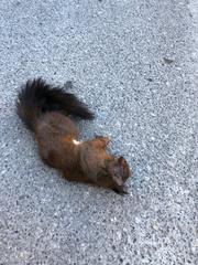 Sciurus vulgaris