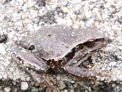 Hyla molleri