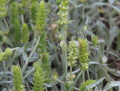 Sideritis scardica