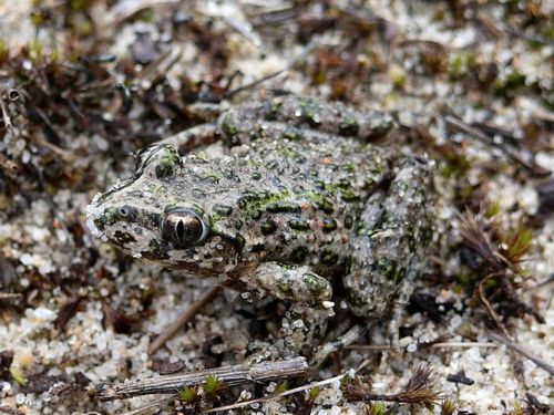 Lusitanian Parsley Frog