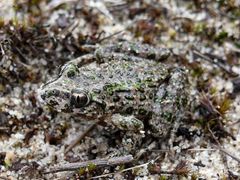 Pelodytes atlanticus