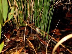 Pelodytes atlanticus