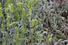Sideritis scardica