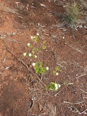 Melaleuca gnidioides