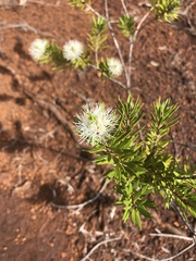 Melaleuca gnidioides