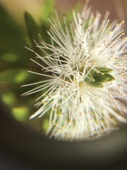 Melaleuca gnidioides