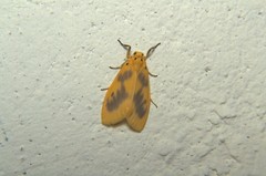 Miltochrista undulata