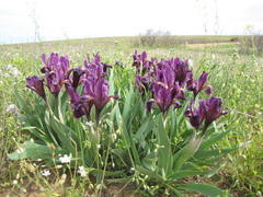 Iris scariosa