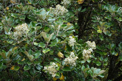 Brachyglottis rotundifolia rotundifolia