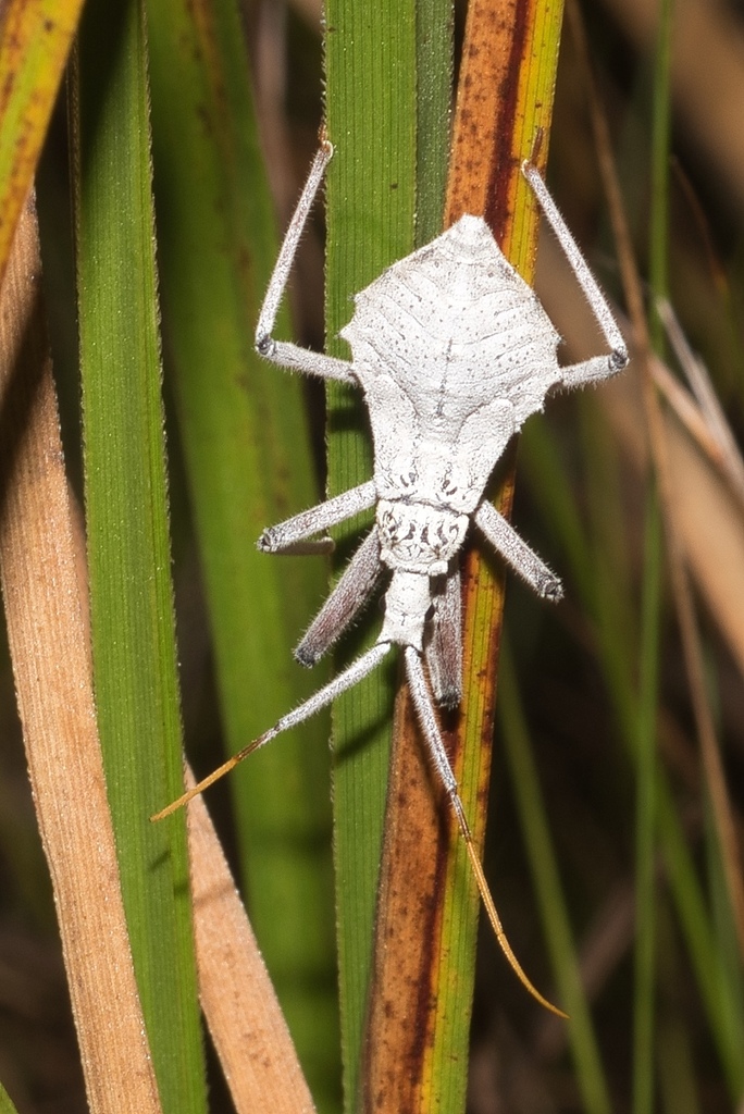 Harpactor rhombeus
