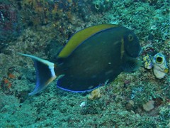 Acanthurus bariene