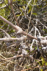 Pelargonium gibbosum