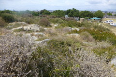 Pelargonium gibbosum