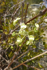 Pelargonium gibbosum