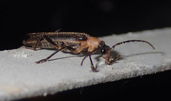 Podabrus flavicollis