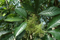 Melicope semecarpifolia