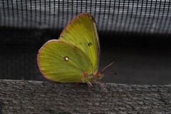 Colias interior image