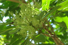 Melicope semecarpifolia