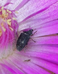 Urodontinae