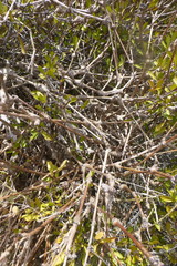 Pelargonium gibbosum