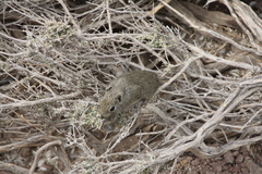 Microcavia australis