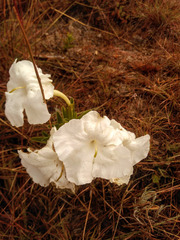 Escobedia grandiflora