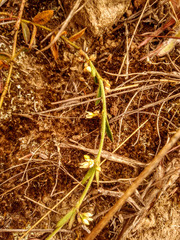 Scyphostelma