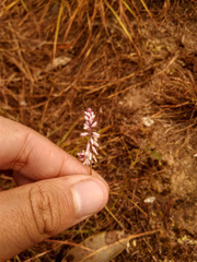 Polygala paniculata