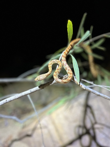 Brown Tree Snake sighting