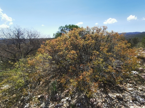 depressed oak