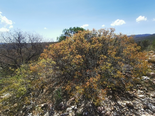 Image of Quercus depressipes by (c) M. Socorro González Elizondo, some rights reserved (CC BY-SA)