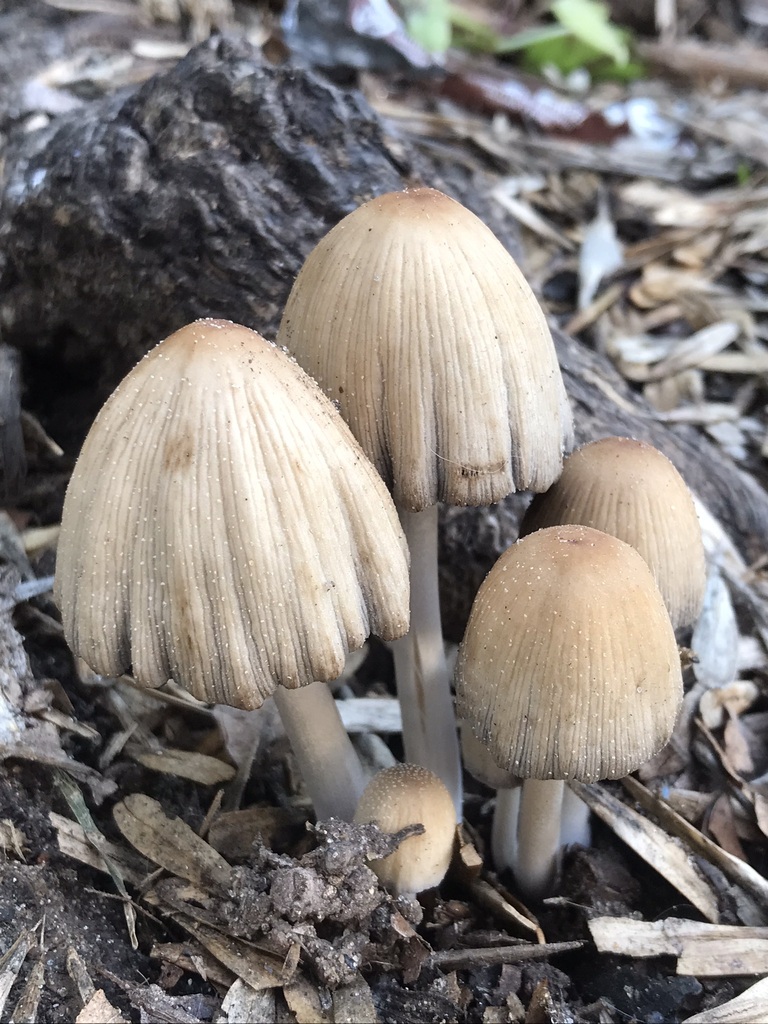 Coprinellus micaceus · July 2023 · photo: © tutitah (iNaturalist, cc0)