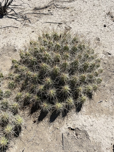 Echinocereus enneacanthus