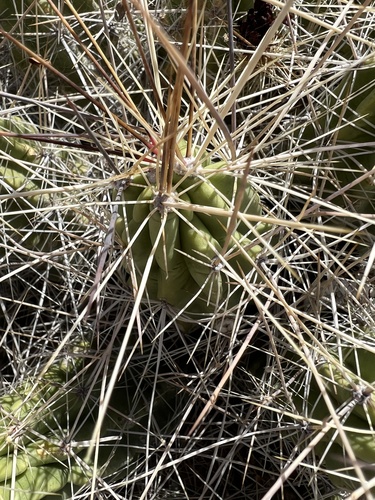Echinocereus enneacanthus
