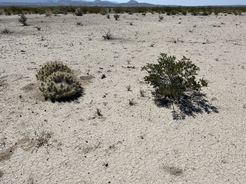 Echinocereus enneacanthus