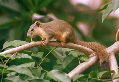 Callosciurus pygerythrus