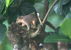 Callosciurus pygerythrus