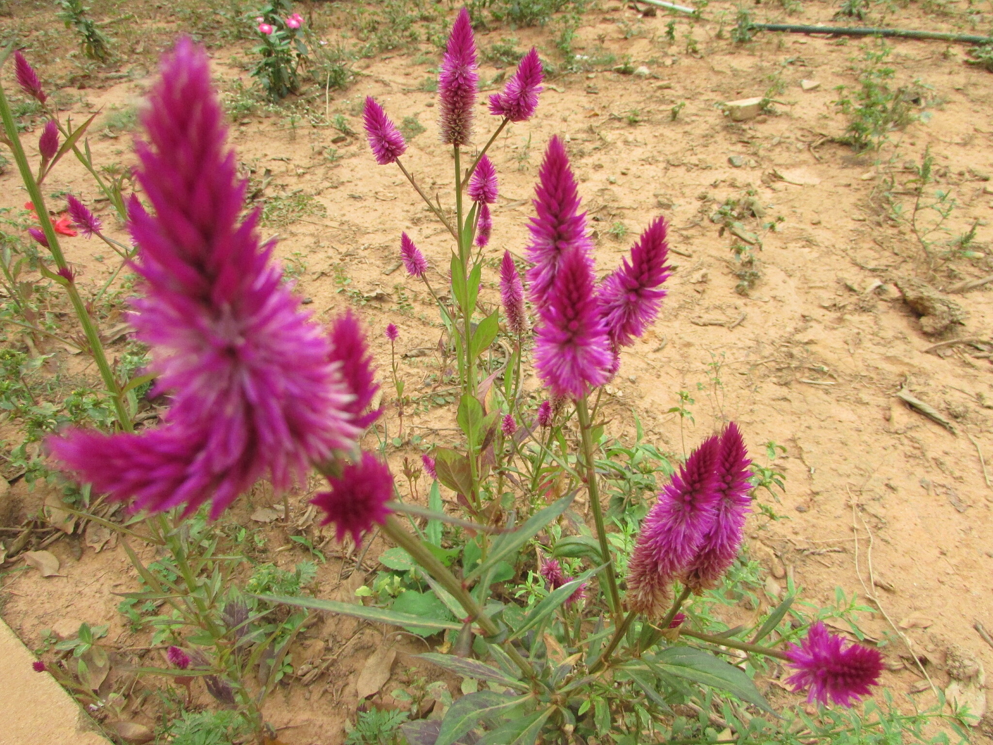 Celosia argentea