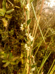 Scyphostelma