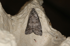 Corula geometroides