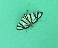 Conchylodes nolckenialis