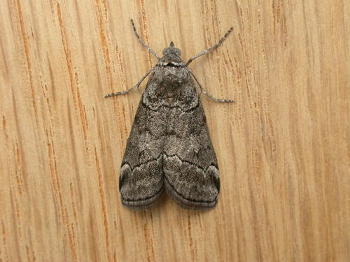 Corula geometroides Walker, 1856