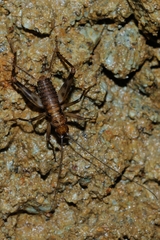 Petaloptila andreinii